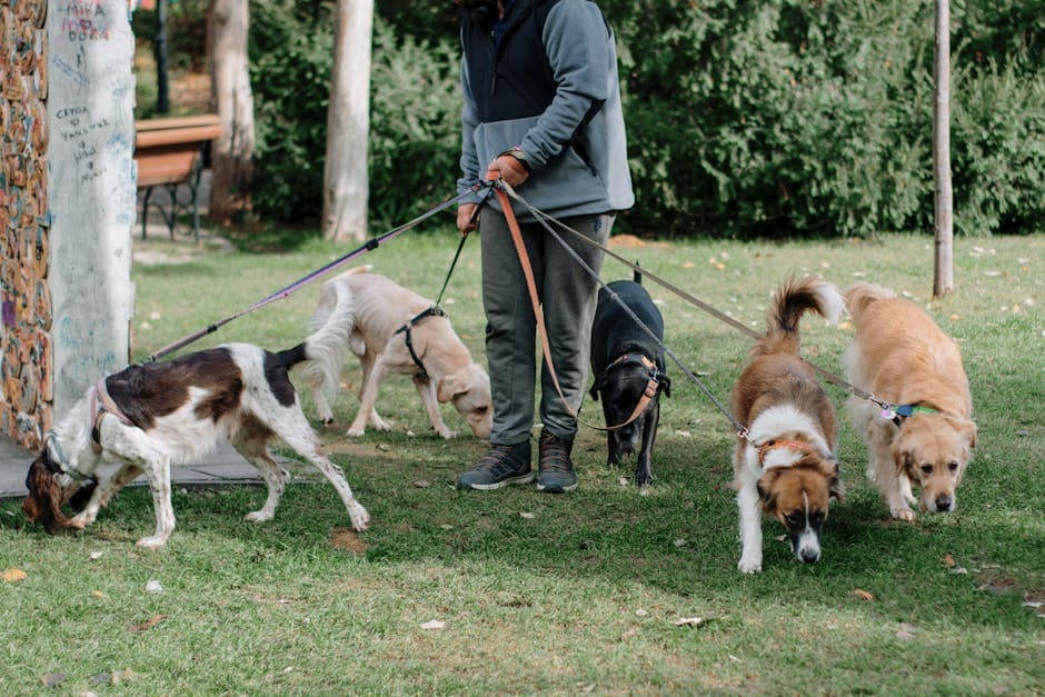 Paseo de mascotas